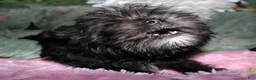 Morkie dogs for sale: Frank - Ad 7