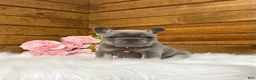 French Bulldog dogs for sale: Violet - Ad 4