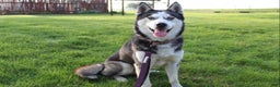 Siberian Husky dogs for sale: Willow - Ad 10