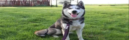Siberian Husky dogs for sale: River - Ad 10