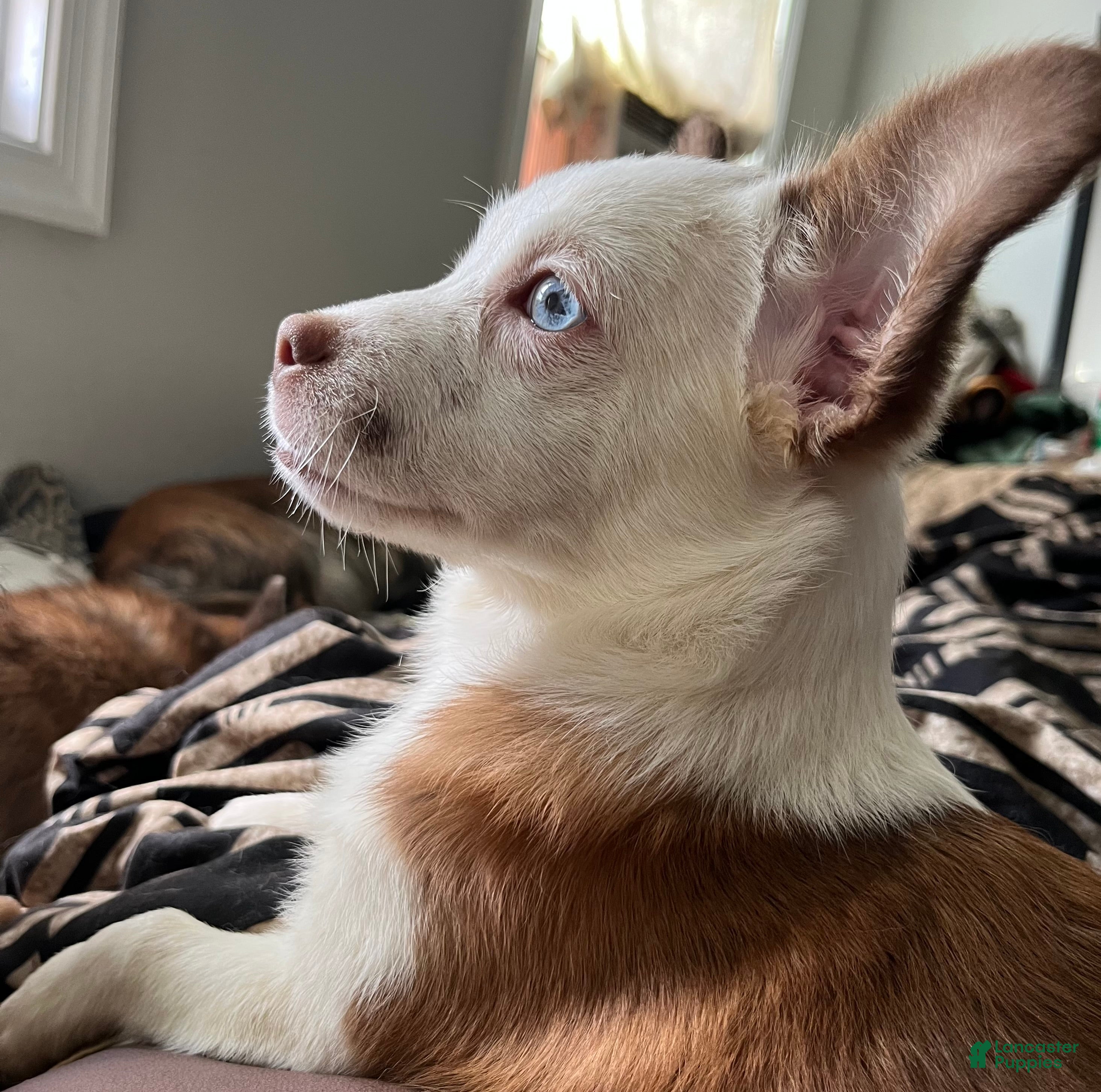 Chihuahua dogs Chihuahua Pup - Ad 9