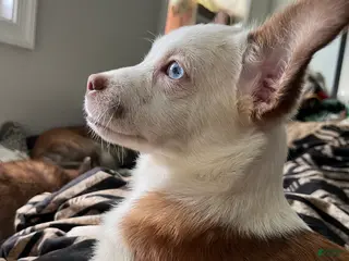 Chihuahua dogs Chihuahua Pup - Ad 9