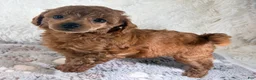 Toy Poodle dogs for sale: Yvonne - Ad 2