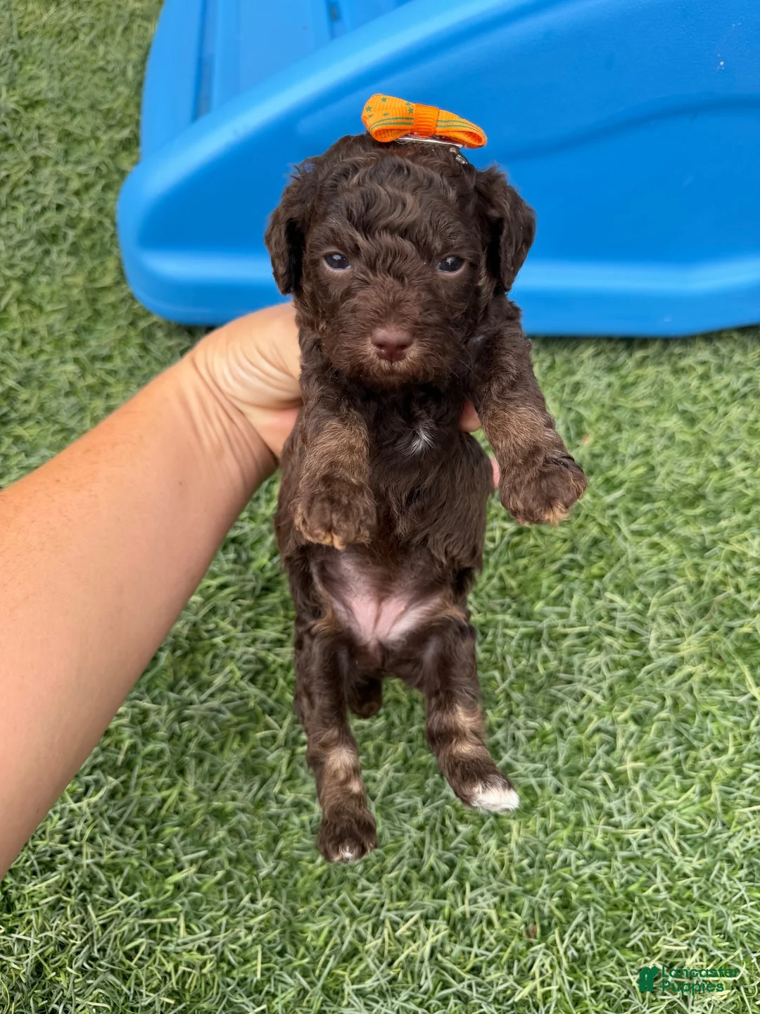 Miniature Poodle dogs for sale: Akc Clear 🧬 tested Chocolate Phantom 🩷 - Ad 2