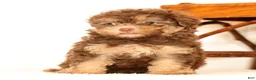 Havapoo dogs for sale: Dorsie - Ad 8