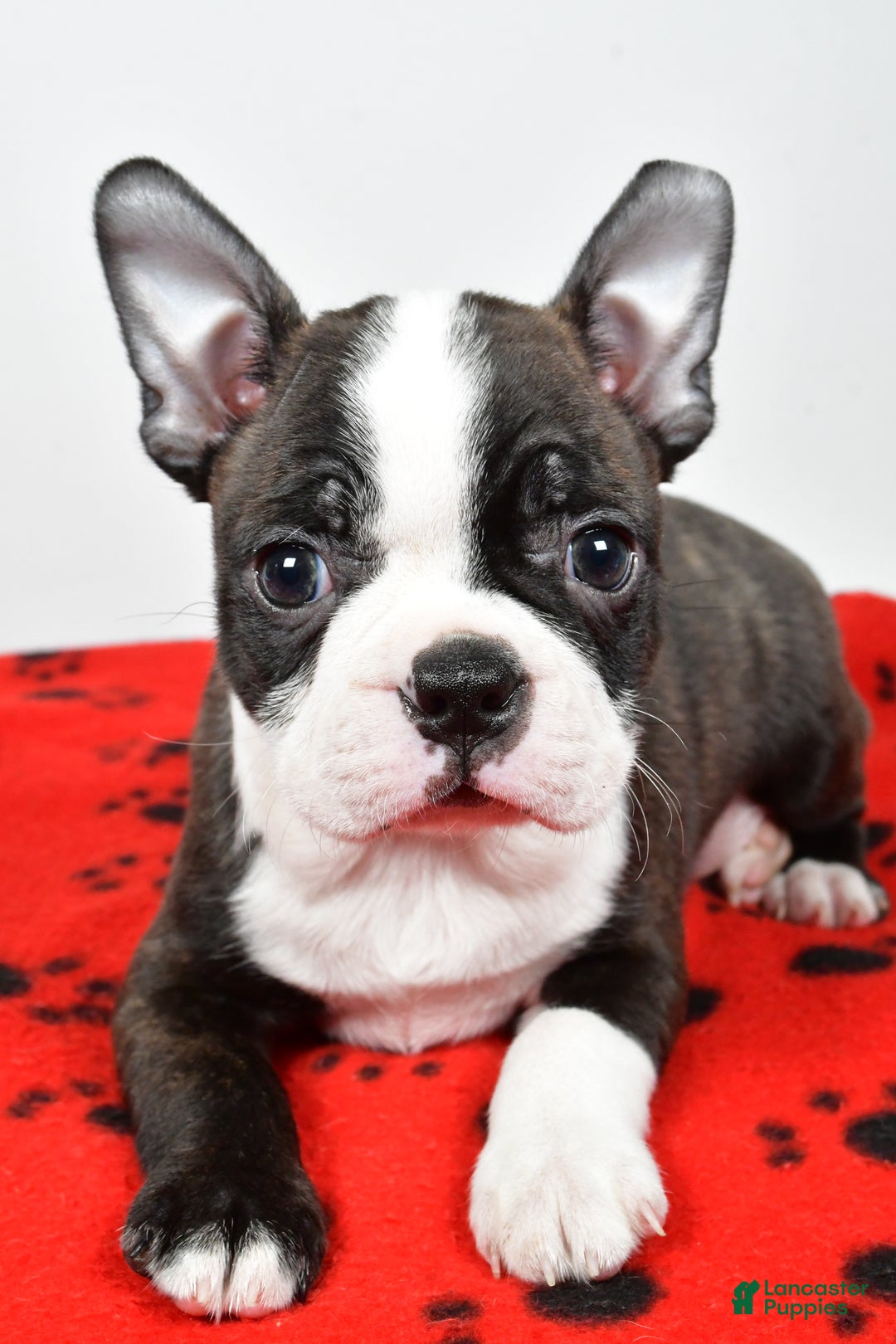 Boston Terrier dogs for sale: Rocky  - Ad 8