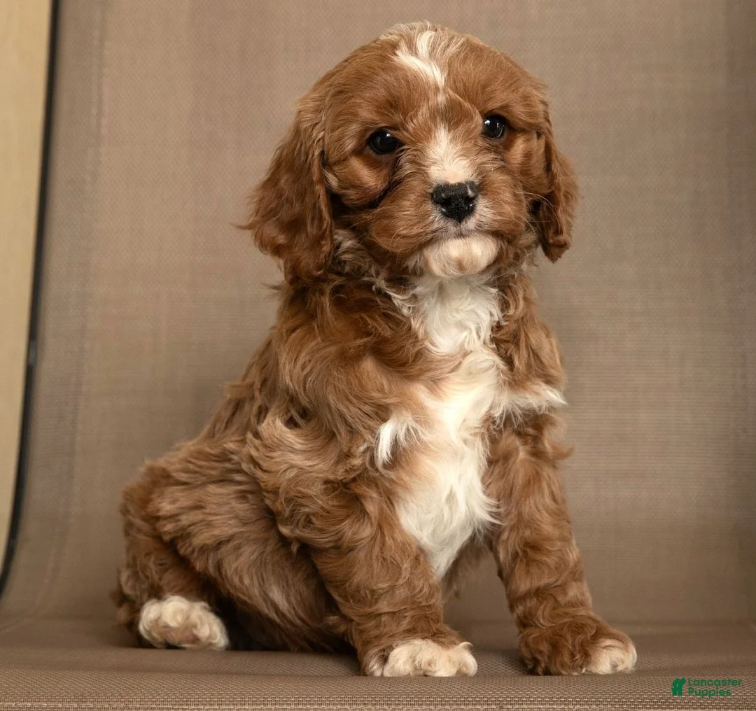 Cavapoo dogs for sale: Max - Ad 2