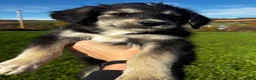 Huskipoo dogs for sale: Rover  - Ad 4