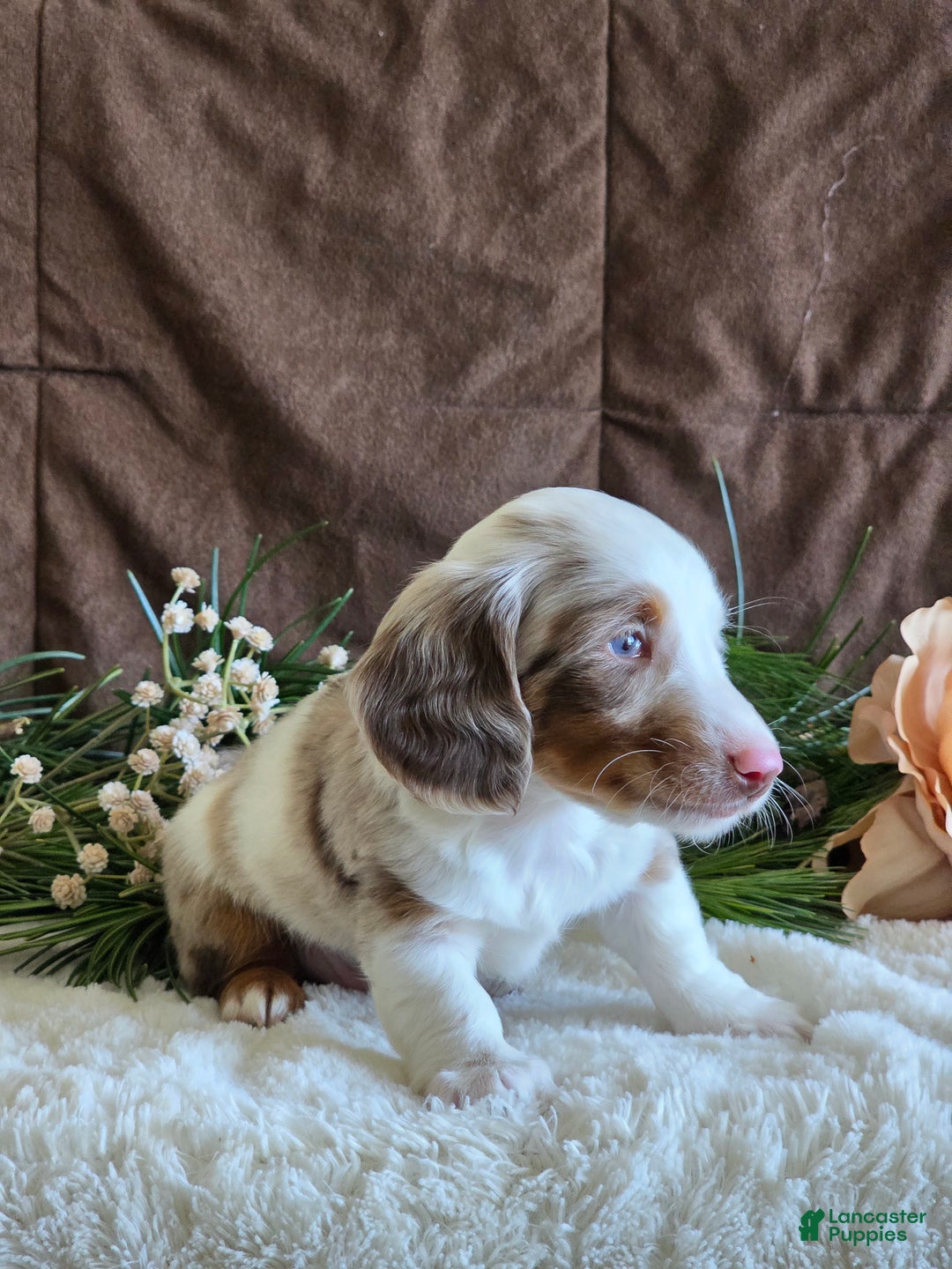 Miniature Dachshund dogs for sale: Scot special needs  - Ad 4