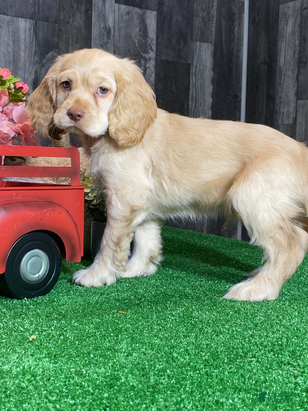 Cocker Spaniel dogs for sale: Teddy - Ad 3