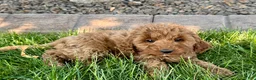 Cockapoo dogs for sale: Glenna - Ad 3
