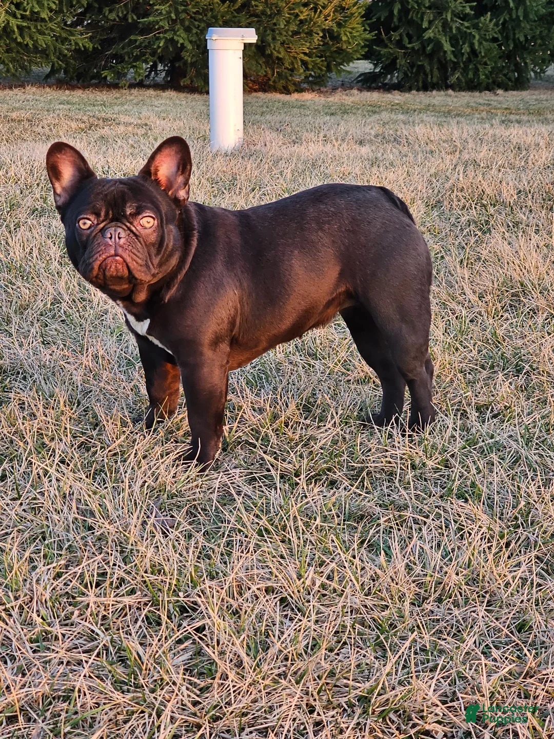 French Bulldog dogs for sale: Coco Boy - Ad 4