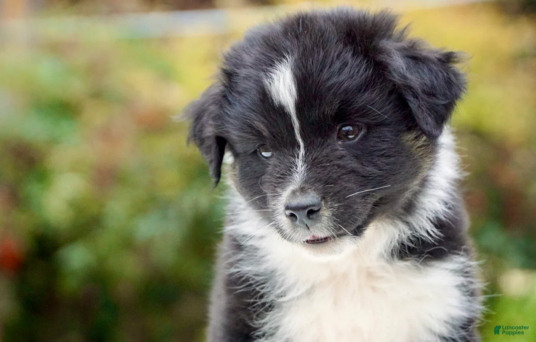 Australian Shepherd dogs for sale: Australian Shepherd Puppy 1 - Ad 1