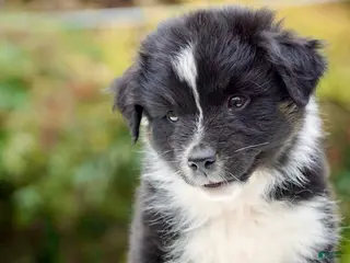 Australian Shepherd dogs Australian Shepherd Puppy 1 - Ad 2