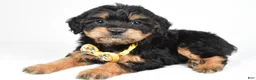Mixed Breed dogs for sale: Tyson - Ad 3