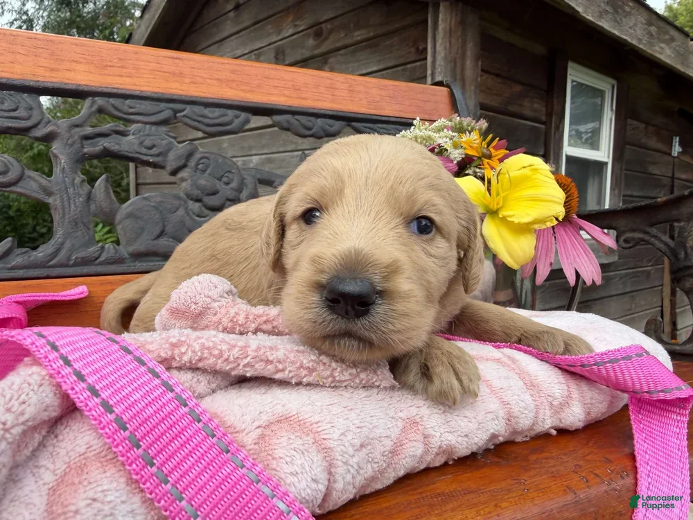 Labradoodle dogs Cindy (Girl) - Ad 1