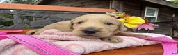 Labradoodle dogs for sale: Cindy (Girl) - Ad 1