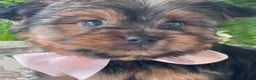 Yorkshire Terrier dogs for sale: Felicity - Ad 2