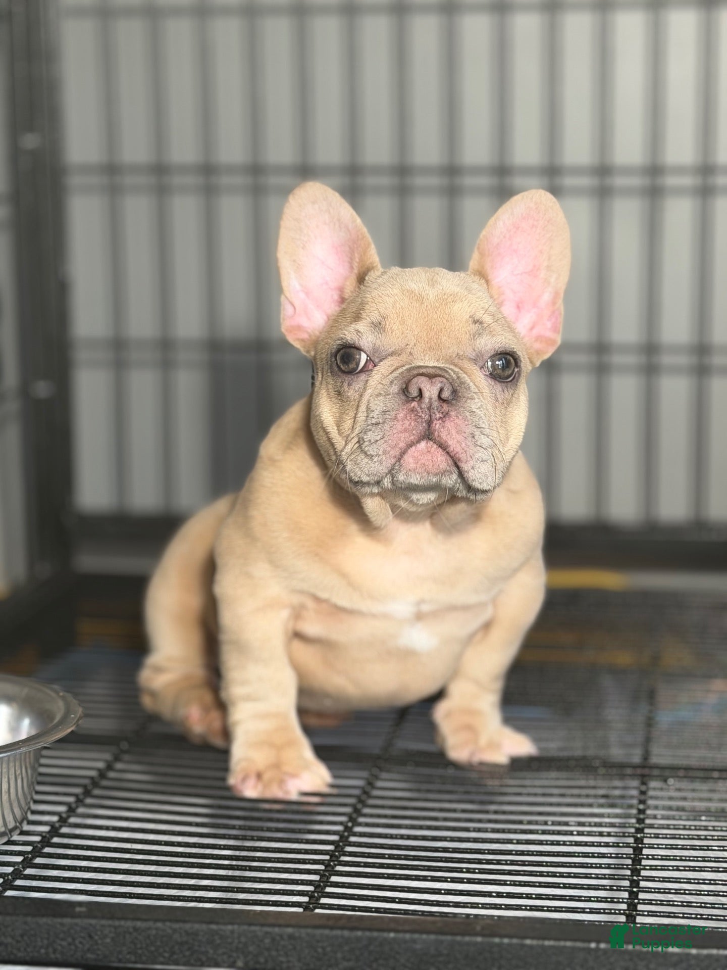 French Bulldog dogs French Bulldog 1 - Ad 1