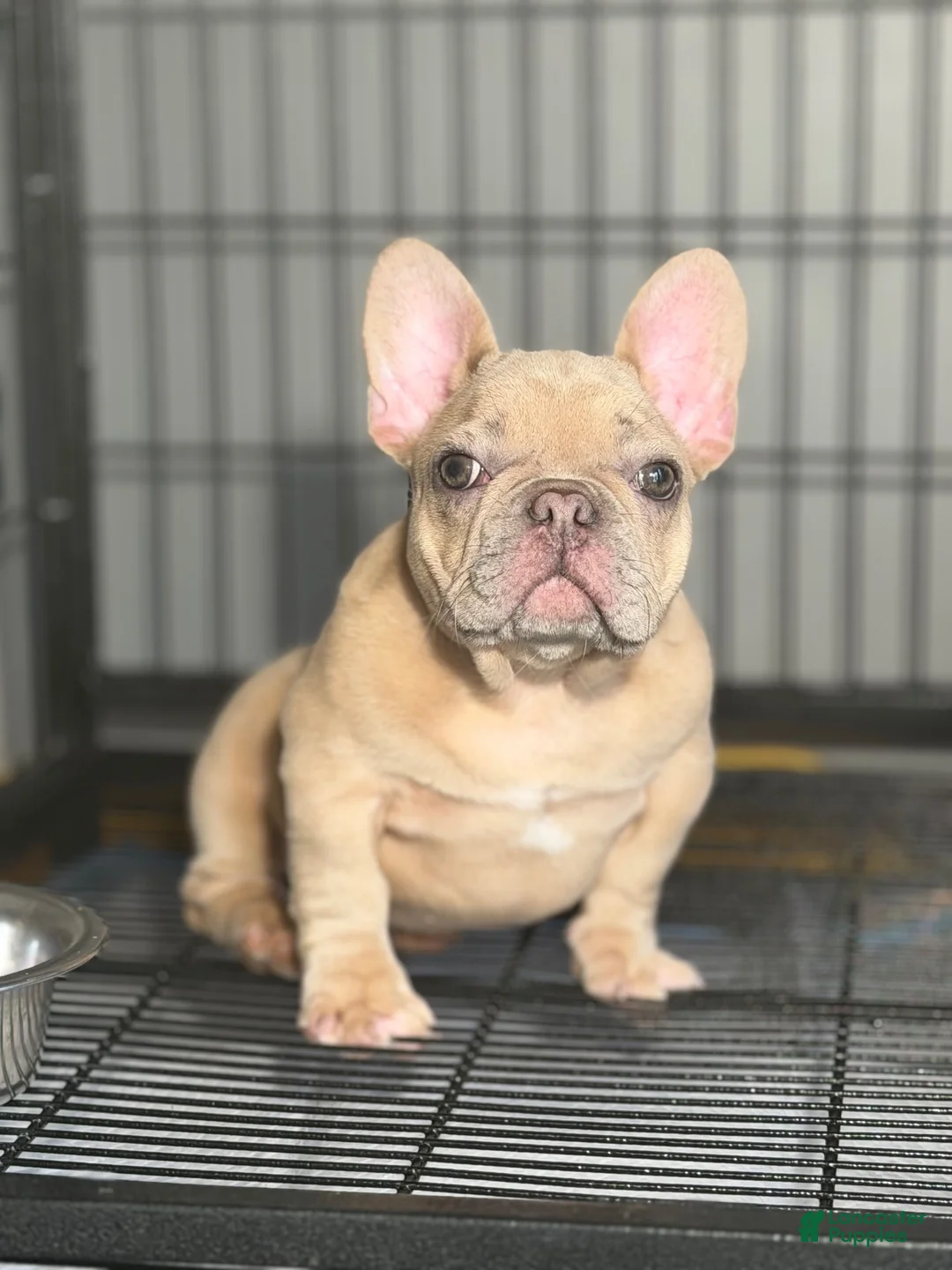 French Bulldog dogs for sale: French Bulldog 1 - Ad 1