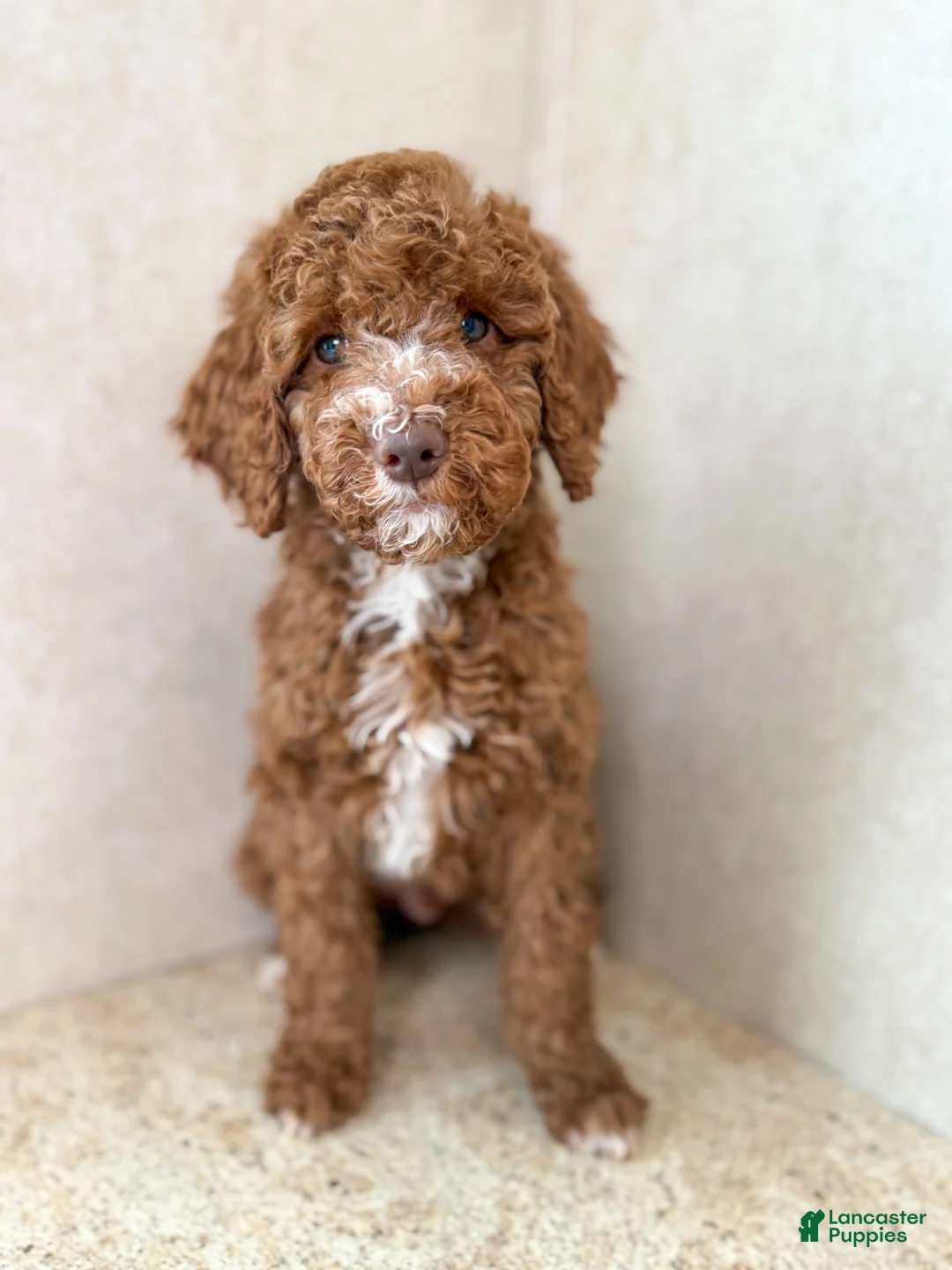 Goldendoodle dogs for sale: Martha  - Ad 11