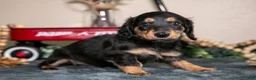 Miniature Dachshund dogs for sale: Emerson - Ad 1