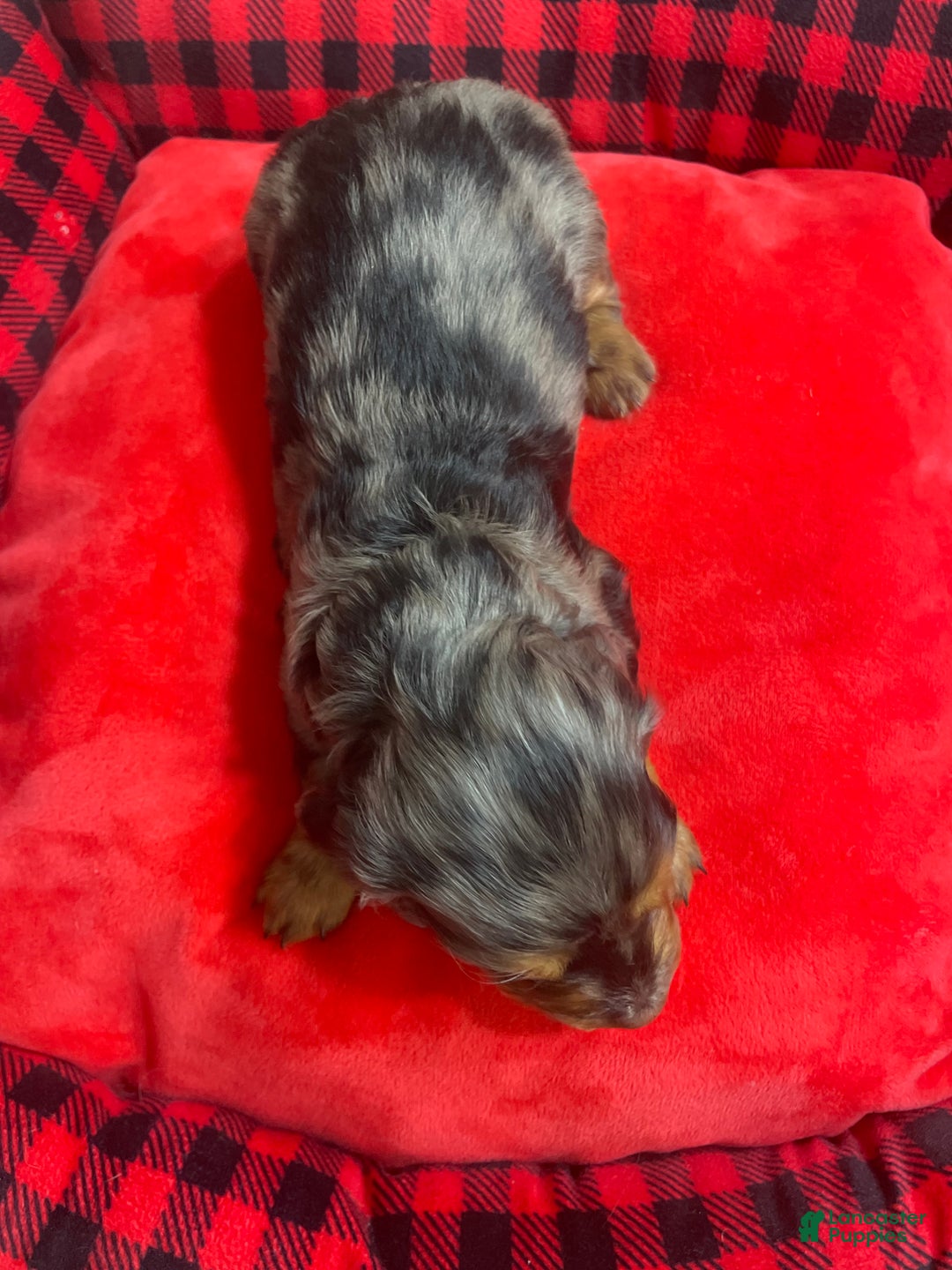 Dachshund dogs for sale: Dachshund Puppy 3 - Ad 2