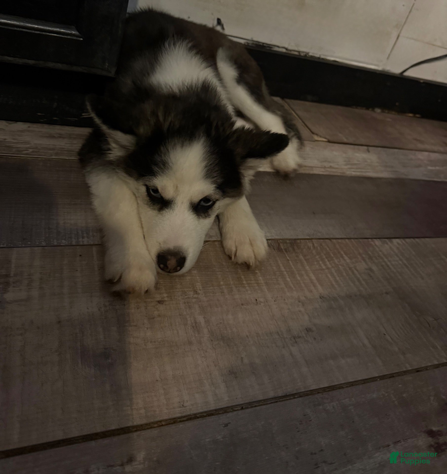 Pomsky dogs for sale: Ellie - Ad 38
