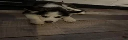 Pomsky dogs for sale: Ellie - Ad 1