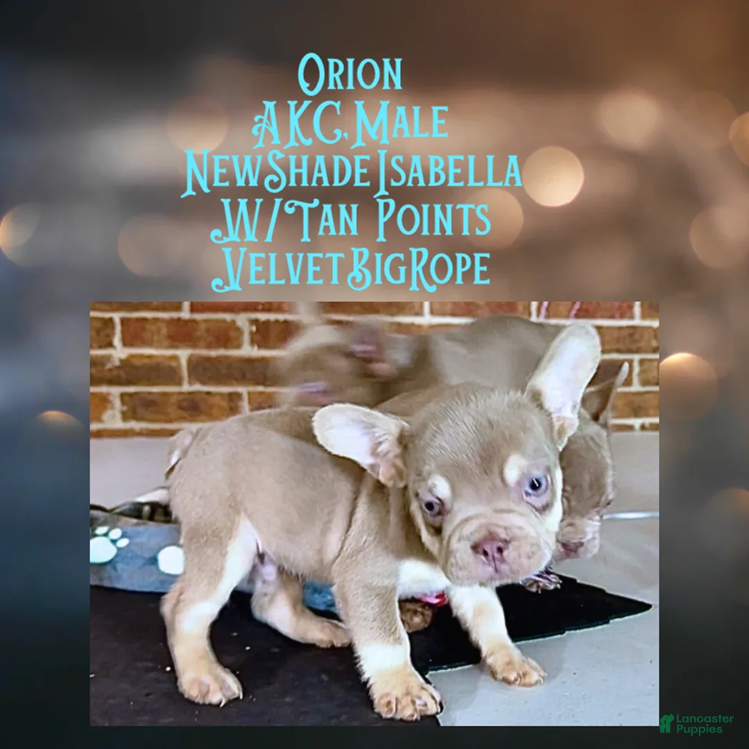 French Bulldog dogs for sale: Orion “Rare Visual Big Rope Frenchie with Tan Points & a Story to Tell” - Ad 7