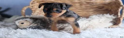 Miniature Pinscher dogs for sale: ABBY - Ad 13