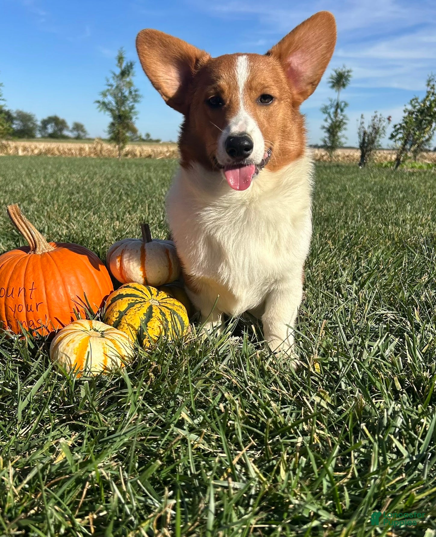 Welsh Corgi Pembroke dogs Blaise Welsh Corgi Pembroke Puppy leash and crate trained - Ad 1