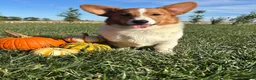 Welsh Corgi Pembroke dogs for sale: Blaise Welsh Corgi Pembroke Puppy leash and crate trained - Ad 1