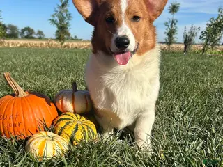 Welsh Corgi Pembroke dogs Blaise Welsh Corgi Pembroke Puppy leash and crate trained - Ad 1