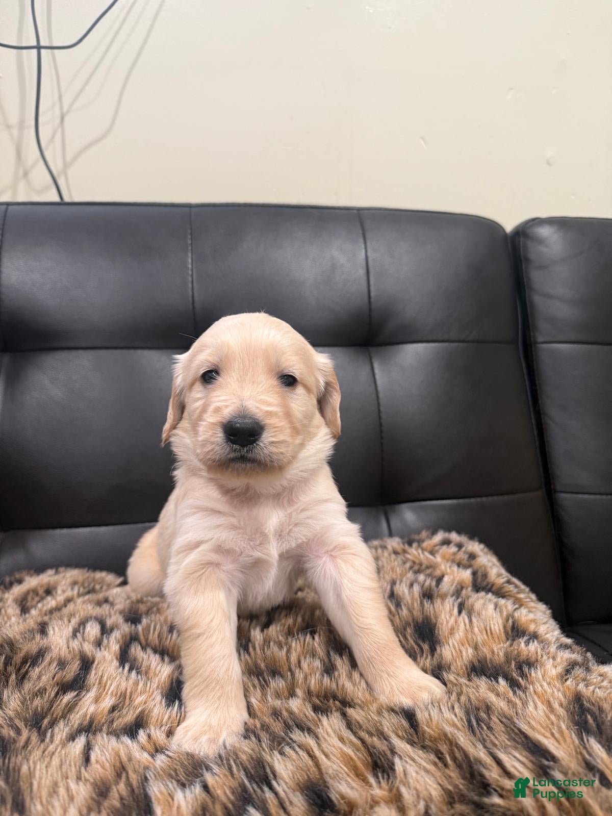 Golden Retriever dogs Golden Retriever Puppy 3 - Ad 4