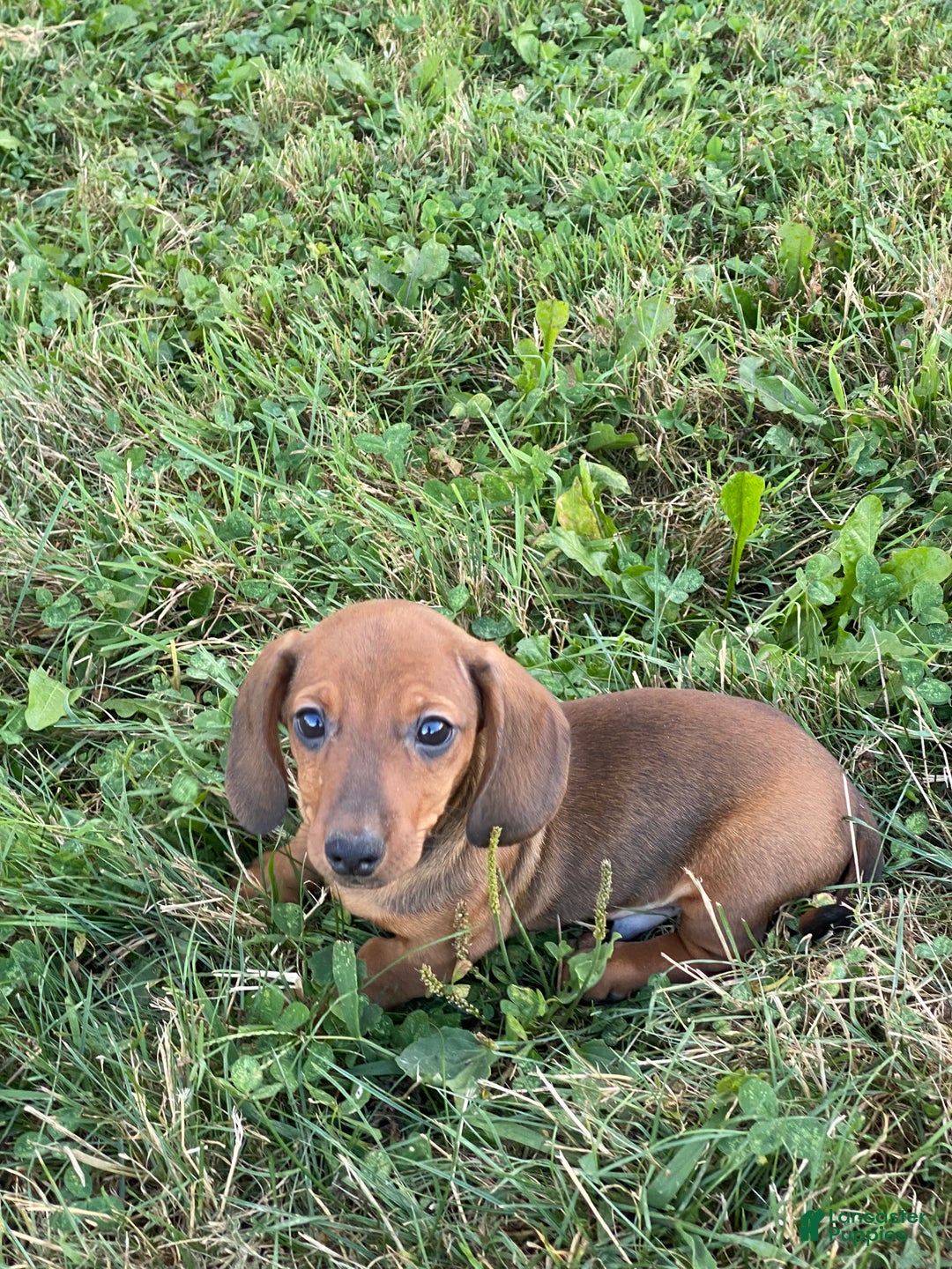 Dachshund dogs for sale: Dustin - Ad 5