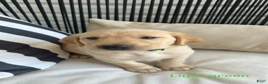 Labrador Retriever light green 