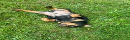English Bulldog dogs for sale: Vixen - Ad 4