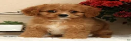 Cavapoo dogs for sale: Anson - Ad 4