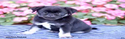 Pug dogs for sale: Buster - Ad 2