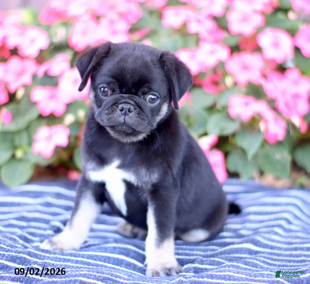 Pug dogs for sale: Buster - Ad 2