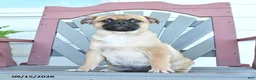 Mixed Breed dogs for sale: Skipper - Ad 5