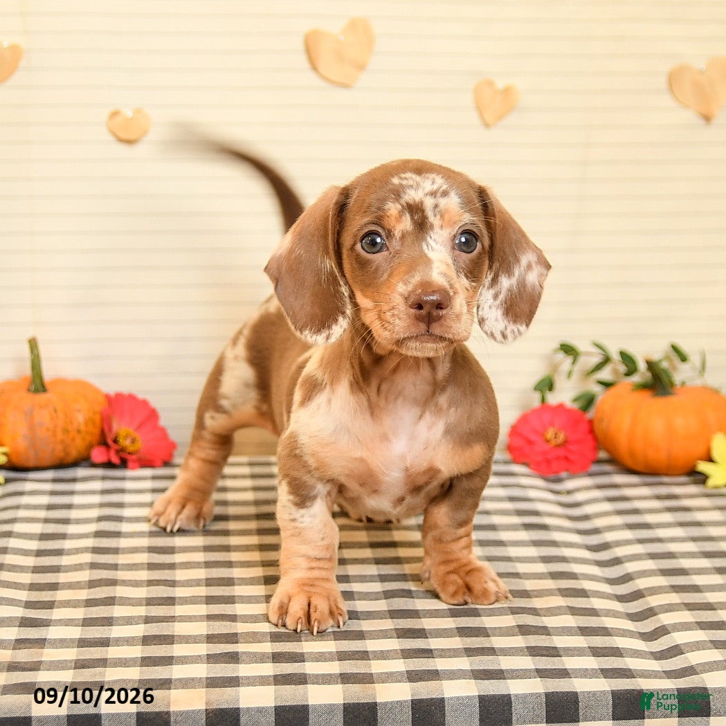 Miniature Dachshund dogs Mavis - Ad 2