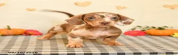 Miniature Dachshund dogs for sale: Mavis - Ad 2