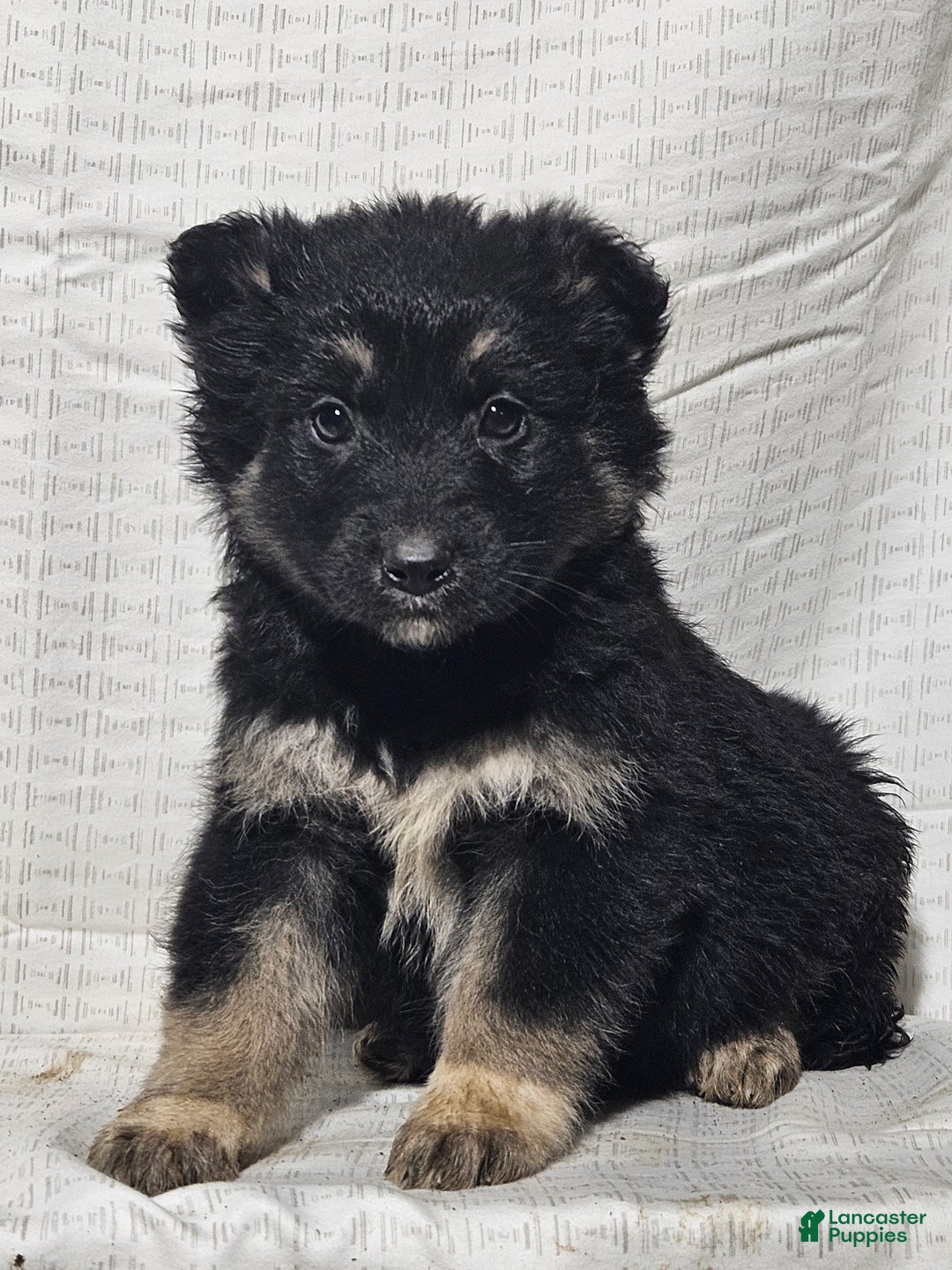 Mixed Breed dogs for sale: Sofia - Ad 1