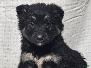 Mixed Breed dogs Sofia - Ad 20