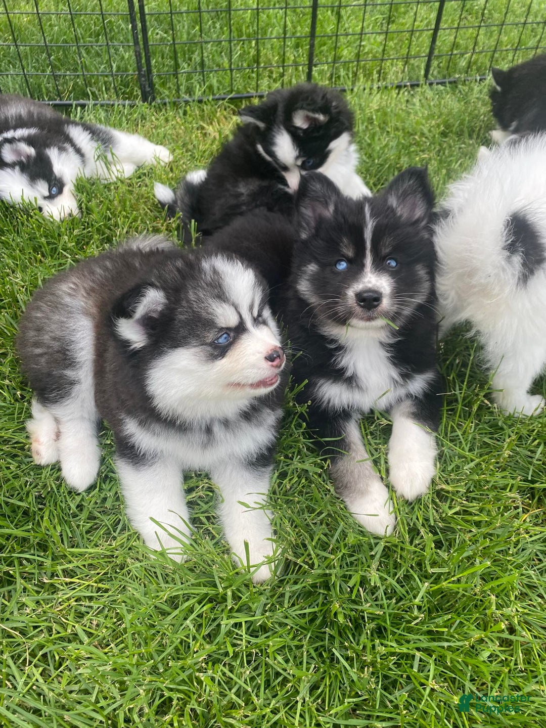 Gallery Image {{count}}