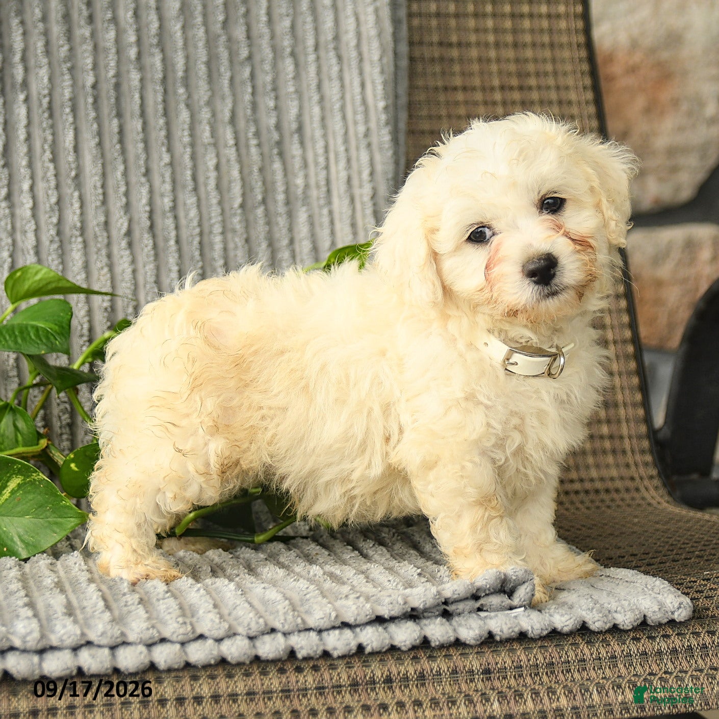 Bichpoo dogs Brody - Ad 1