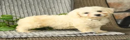 Bichpoo dogs for sale: Brody - Ad 1