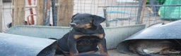 Rottweiler dogs for sale: Raja M2 - Ad 2